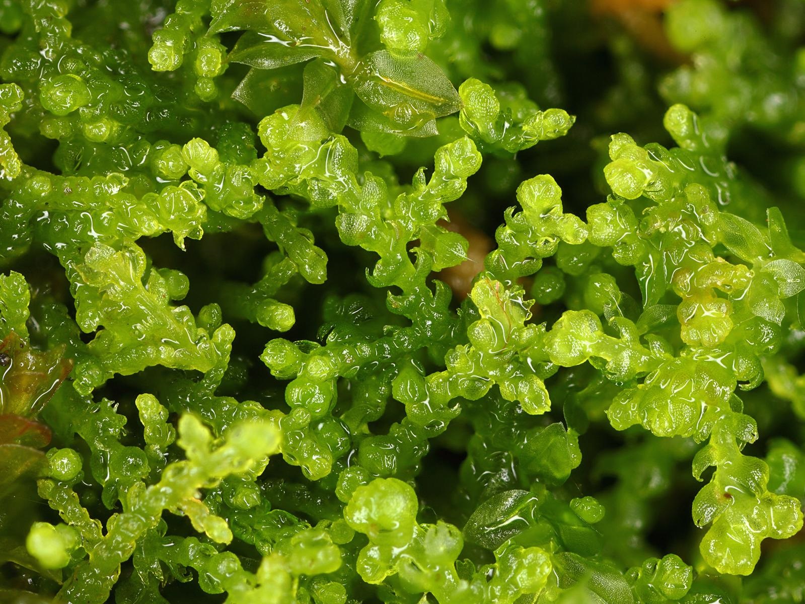 Представитель Семейства Lepidoziaceae